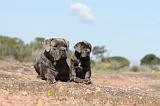 CANE CORSO 358